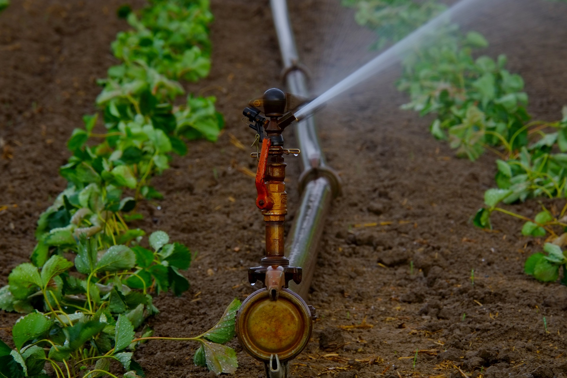 Water governance and agricultural development in Central Asia will be discussed in Tashkent
