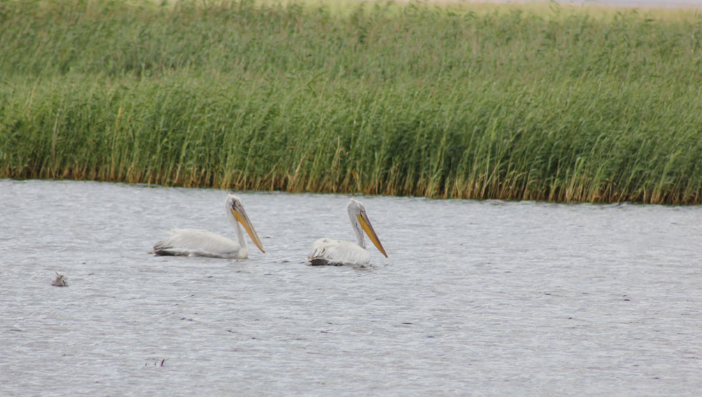 The event at the Ramsar Site in Kazakhstan in the framework of the RRI-CA project